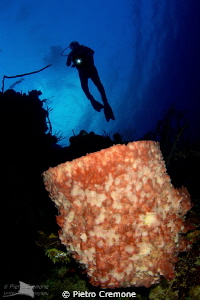 Barrel sponge with diver by Pietro Cremone 
